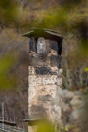 Tawny Owl in a stone chimney