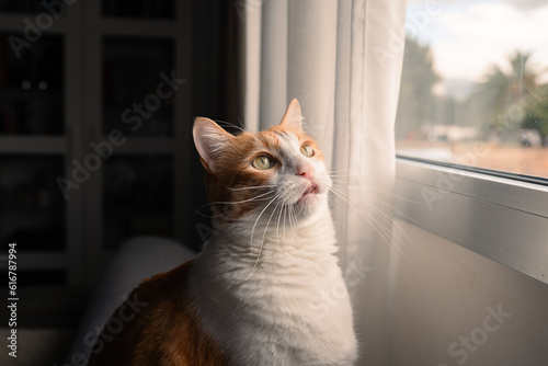 brown and white cat with yellow eyes by the window at sunset. close up