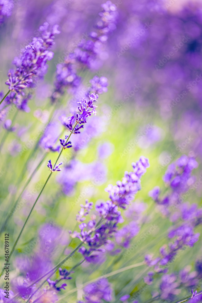 Obraz premium Colorful summer flower closeup. Peaceful bright romance blooming floral pattern. Purple blooming lavender meadow view. Agriculture scenic. Beautiful natural background. Inspire beauty in nature view