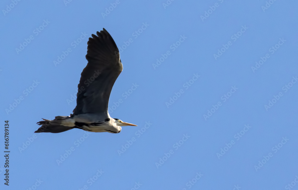 Obraz premium grey heron flying on light blue background