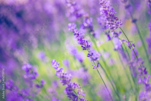 Colorful summer flower closeup. Peaceful bright romance blooming floral pattern. Purple blooming lavender meadow view. Agriculture scenic. Beautiful natural background. Inspire beauty in nature view