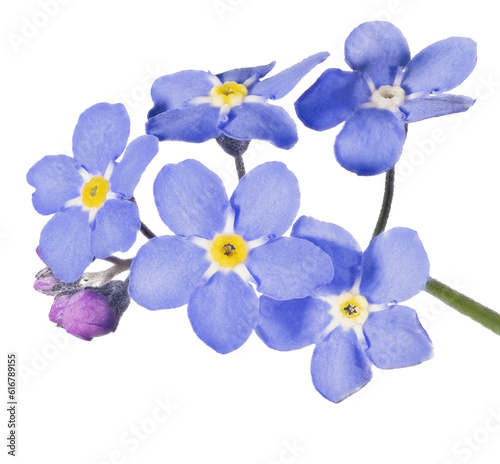 blue small forget-me-not five fine blooms group