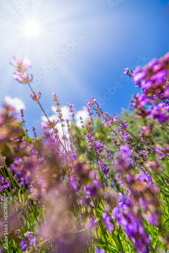 Colorful summer flowers closeup. Peaceful bright romance blooming floral pattern. Purple blossom lavender, blue sky sunlight. Agriculture scenic. Beautiful natural background. Inspire beauty in nature