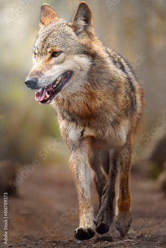 Eurasian wolf © Josef