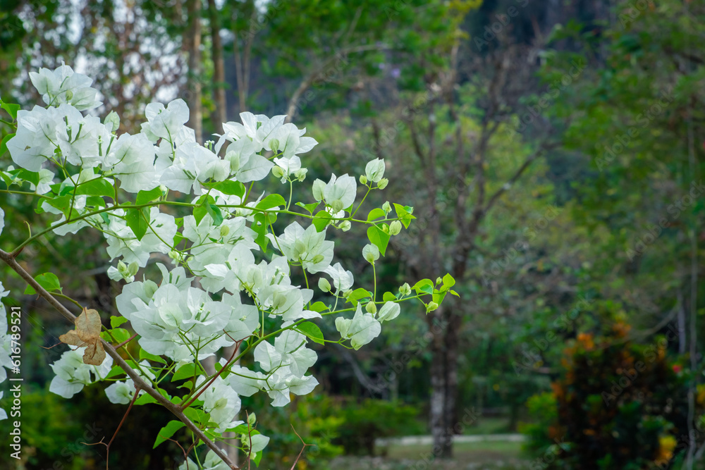 Beautiful bougainvillea, White bougainvillea flowers, white flowers look like paper, selective point, use wallpaper, Beautiful bougainvillea, White bougainvillea flowers, white flowers look like paper, selective point, use wallpaper,