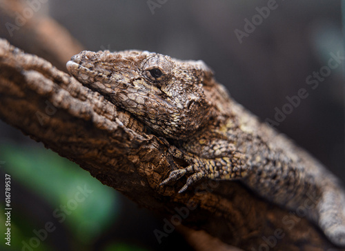 Brown anole