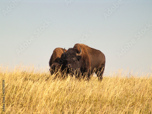 Two Bison in Grassy Field.