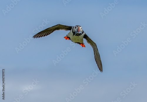 Puffins in flight with bright blue skies and beaks full of sand eels on the Isle of May, Scotland © Sarah