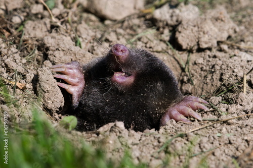 Talpa europaea aka European Mole in his  hole. Main enemy of every gardener in Czech republic. Giant drilling digging hands with long claws. © czjonyyy