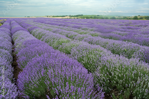A lavender field in the beginning of June