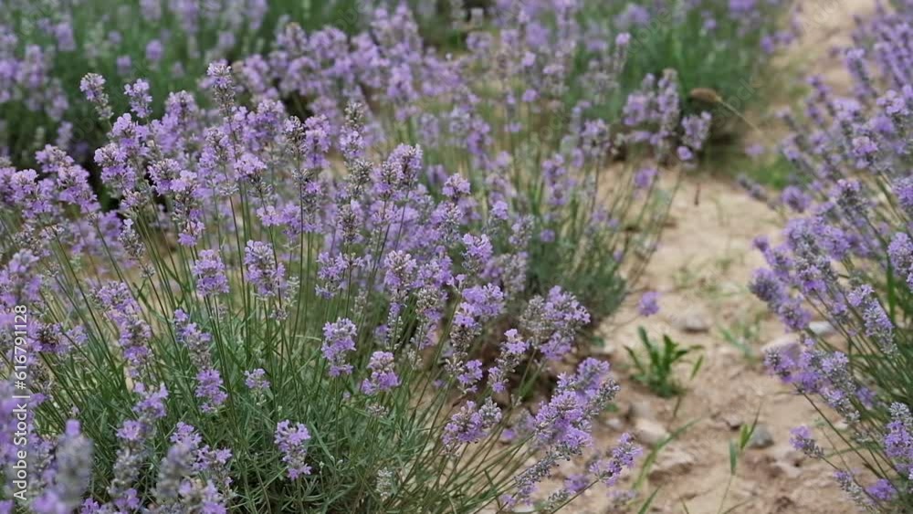 Field of lavender farm. Beautiful purple flowers Sustainable, regional organic cultivation in Tirana, Albania, 4K footage. Field of lavender farm. Beautiful purple flowers Sustainable, regional organic cultivation in Tirana, Albania, 4K footage.