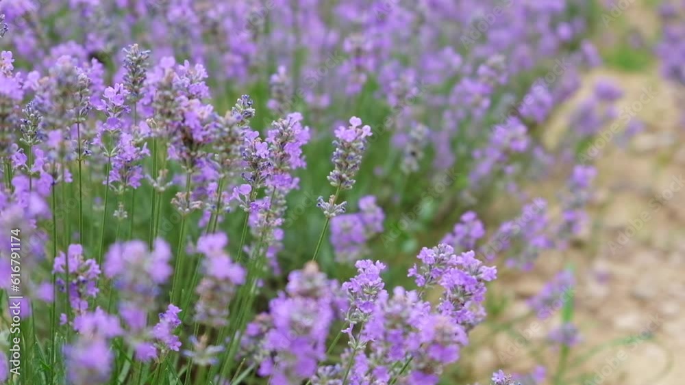 Field of lavender farm. Beautiful purple flowers Sustainable, regional organic cultivation in Tirana, Albania, 4K footage. Field of lavender farm. Beautiful purple flowers Sustainable, regional organic cultivation in Tirana, Albania, 4K footage.