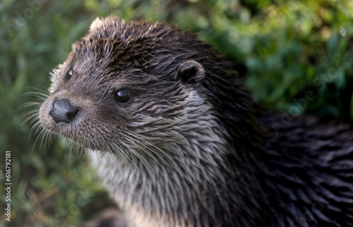 Portrait of an otter in a game park 
