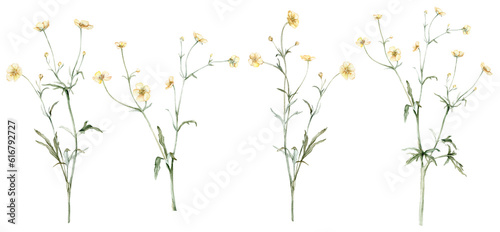 Set of the yellow flower meadow buttercup known as Ranunculus acris  sitfast  spearworts or water crowfoots. Watercolor hand drawn painting illustration isolated on white background.