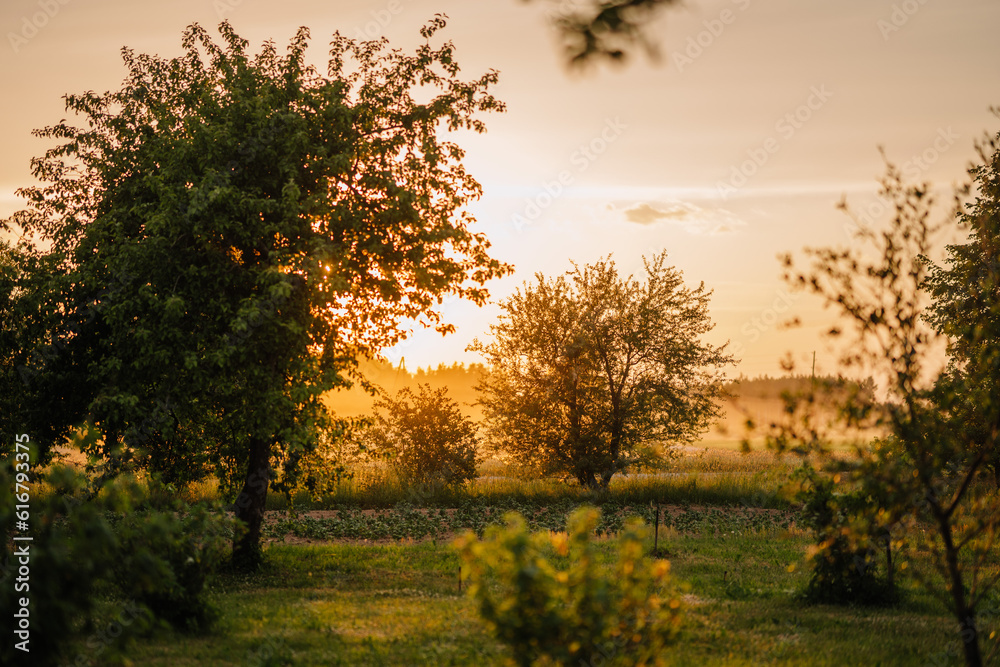 apple garden at sunset (or sunrise). natiral summer (spring) background