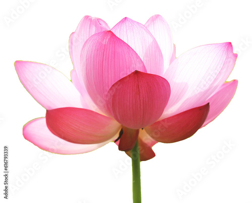 pink lotus isolated on white background