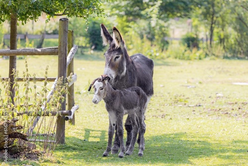 Portrait of a baby donkey with it's mother 