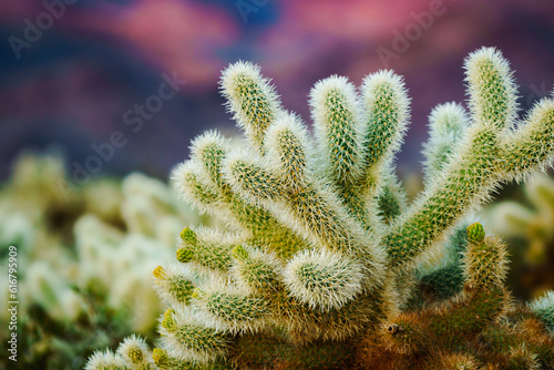 cholla cactus at sunrise in joshua tree national park california usa