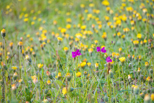Nature summer Background of floral meadow,