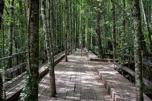 Photo of a serene wooden walkway surrounded by lush greenery in the heart of Huilo Huilo Park, Patagonia