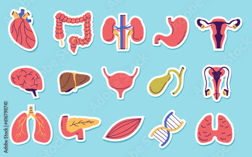 Internal organ human anatomy stickers isolated concept. Vector design graphic illustration
