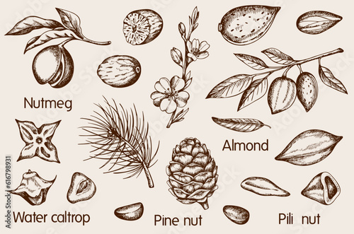 Set of vintage hand drawn nuts