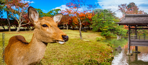 Tablou pe pânză Nara park in Japan