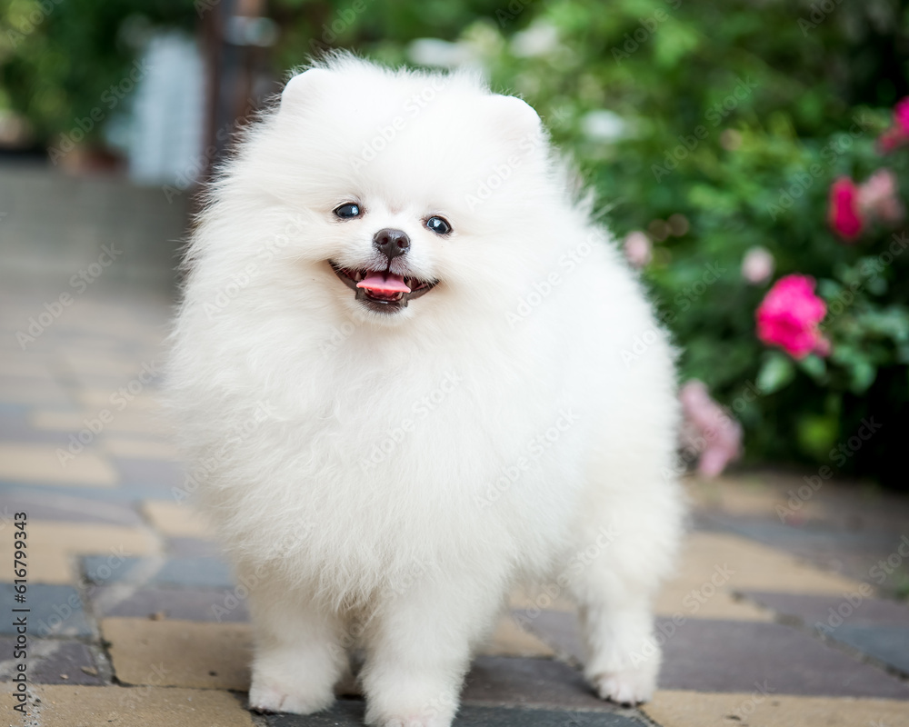 A white fluffy dog stands on the path against the background of a flower bed. The breed of the dog is the Pomeranian
