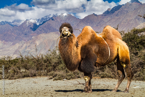 camel in the mountains