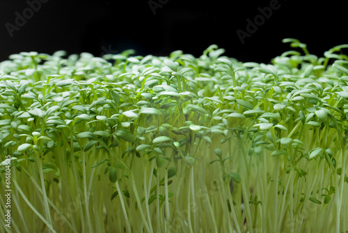 Growing watercress sprouts. Sprouting microgreens. Micro greens  organic food. The concept of healthy eating  vegan concept.