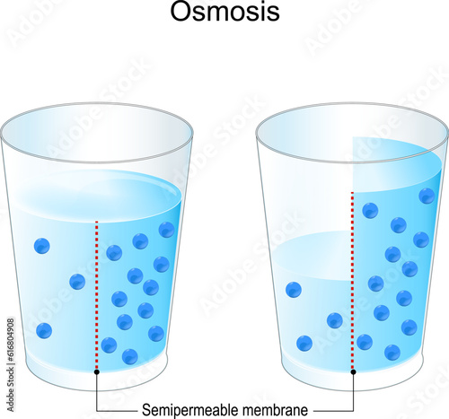 Osmosis