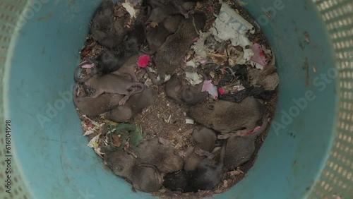 Top view of dirty rat nest. Litter of baby rats inside a filthy garbage can. Domestic rodent infestation. Pest control background. Common household problem. Breeding ground for disease carriers. photo