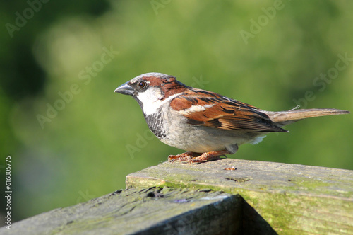 Male sparrow © Milos Cirkovic