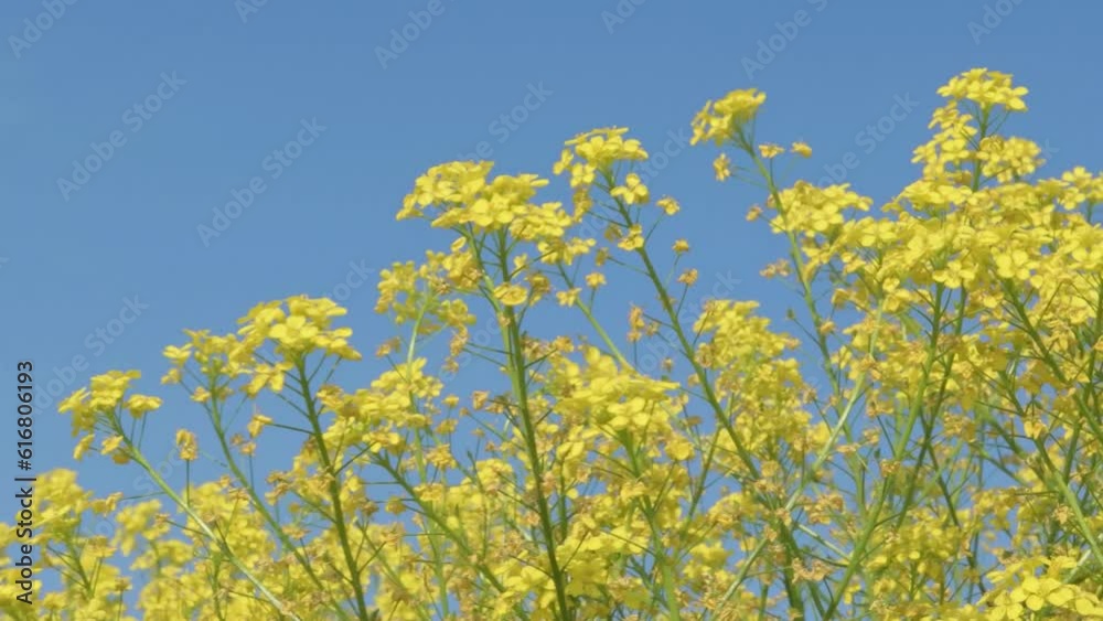 canola, colza flowers against blue sky. sunny day. close up canola, colza flowers against blue sky. sunny day. close up