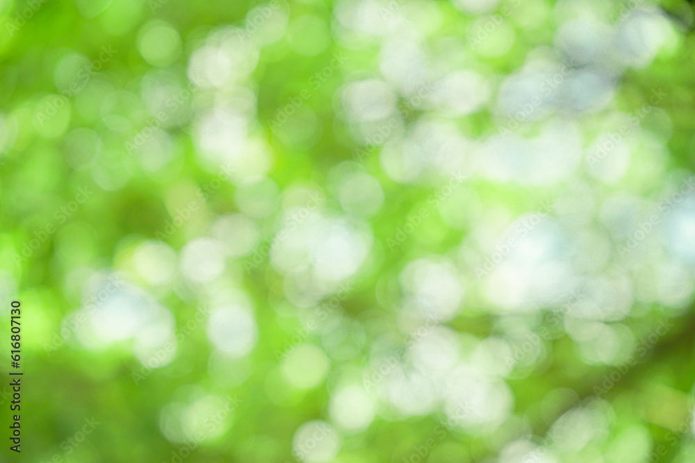 blurred green nature abstract background. Natural green bokeh out of focus for background design. Blurred background from green leaf with bokeh and copy space. natural green background