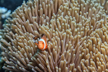 anemone actinia texture underwater reef sea coral
