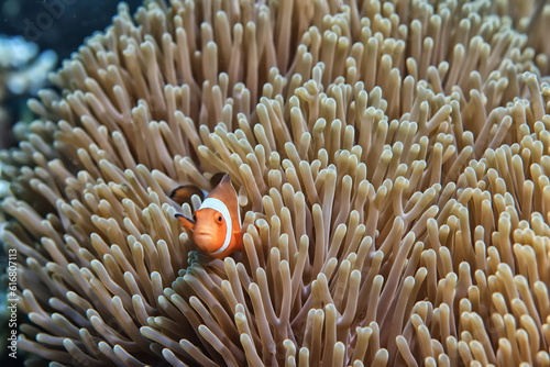 Fotografia, Obraz anemone actinia texture underwater reef sea coral