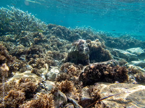 Vista subacquea dell'Isola delle Sirene con pesci