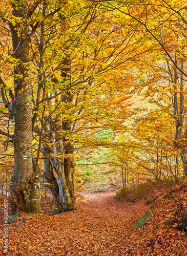 autumn landscape panorama of a scenic forest with lots of warm sunshine © Ryzhkov Oleksandr