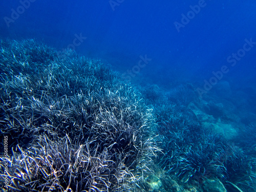 Vista subbacquea dell'Isola delle Sirene