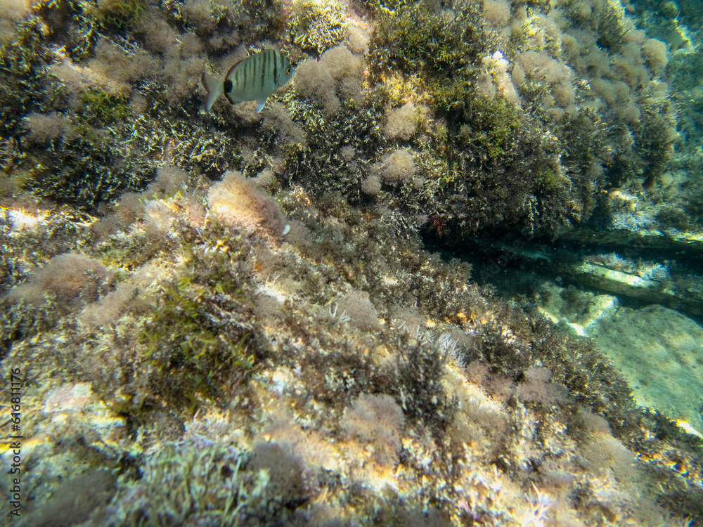 Vista subacquea della barriera corallina con pesci e coralli, Sfondo naturale Vista subacquea della barriera corallina con pesci e coralli, Sfondo naturale