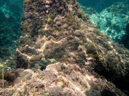 Vista subacquea dell'Isola delle Sirene 