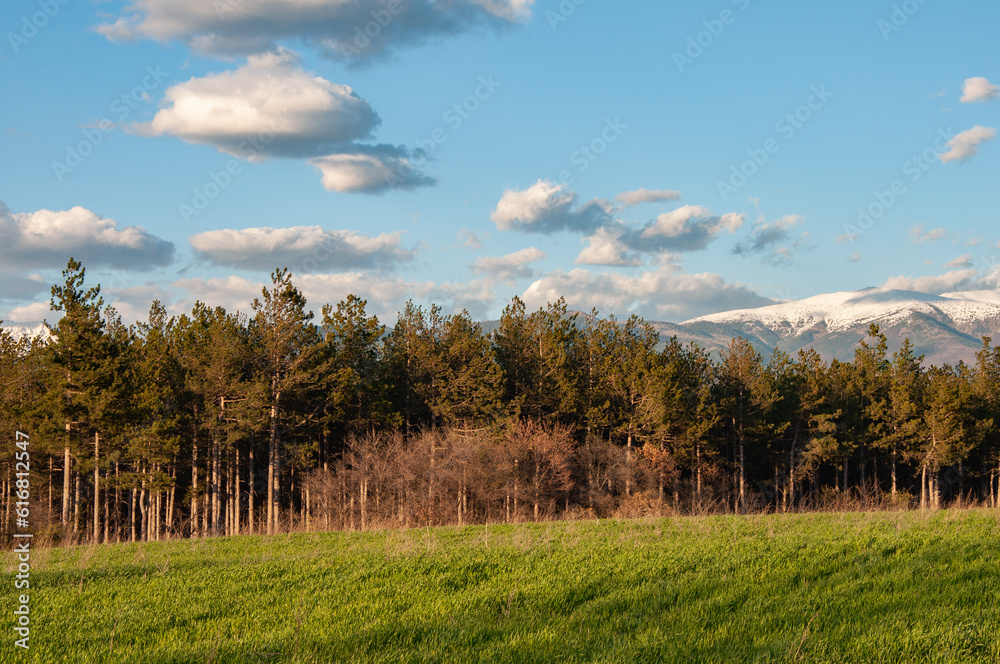 Pine forest landscape in southern Bulgaria at sunset Pine forest landscape in southern Bulgaria at sunset