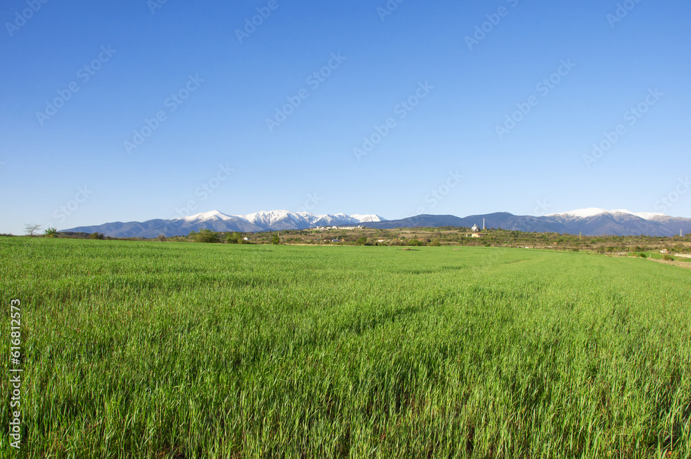 Green field in Southern Bulgaria, springtime