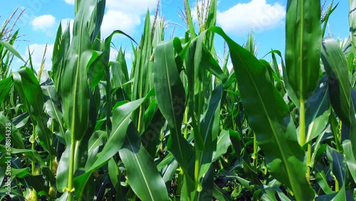 Corn Tops and Sky