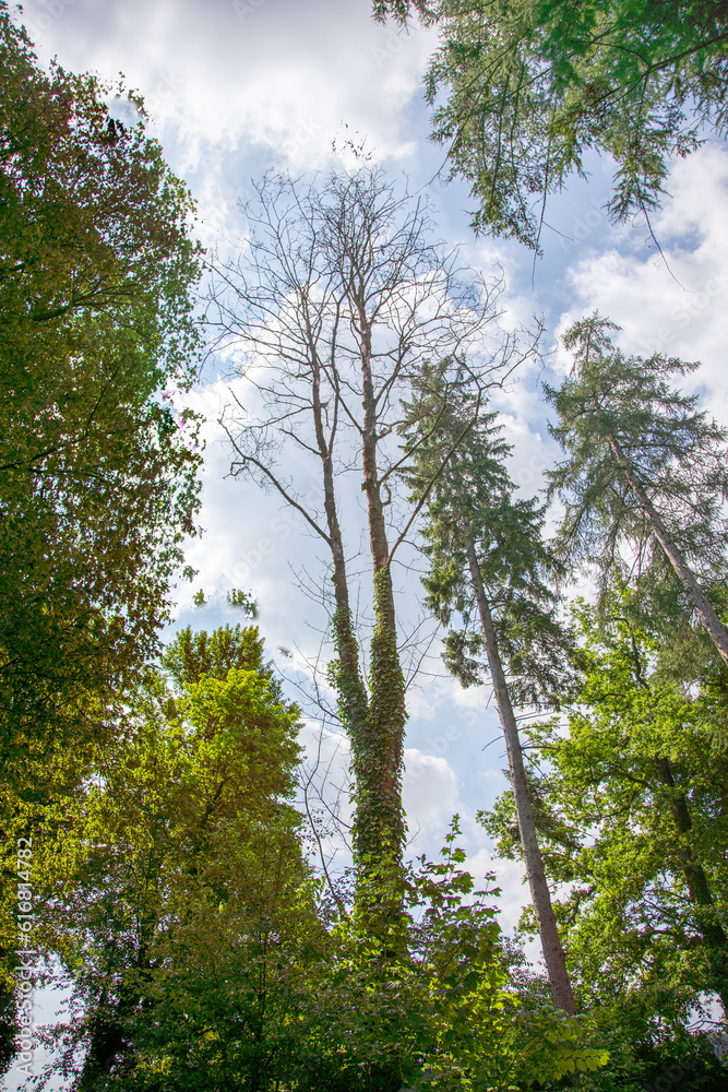 Dead tree, entwined with ivy, surrounded by healthy trees in the forest, view from below