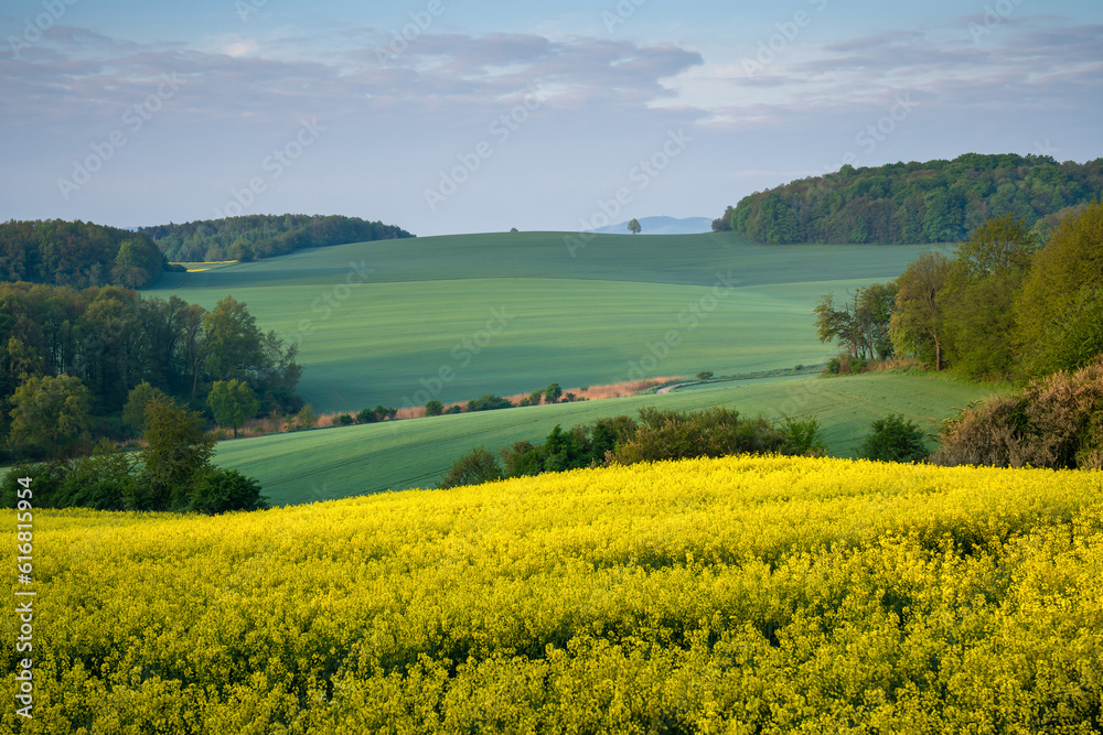 Beautiful Landscape of Yellow Rapeseed Flowers in Full Bloom with Rolling Hills and Green Forests in the Background