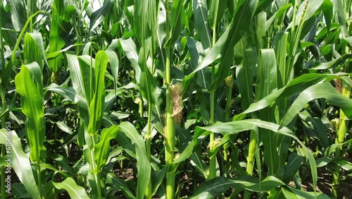 Hover at Ear of Corn