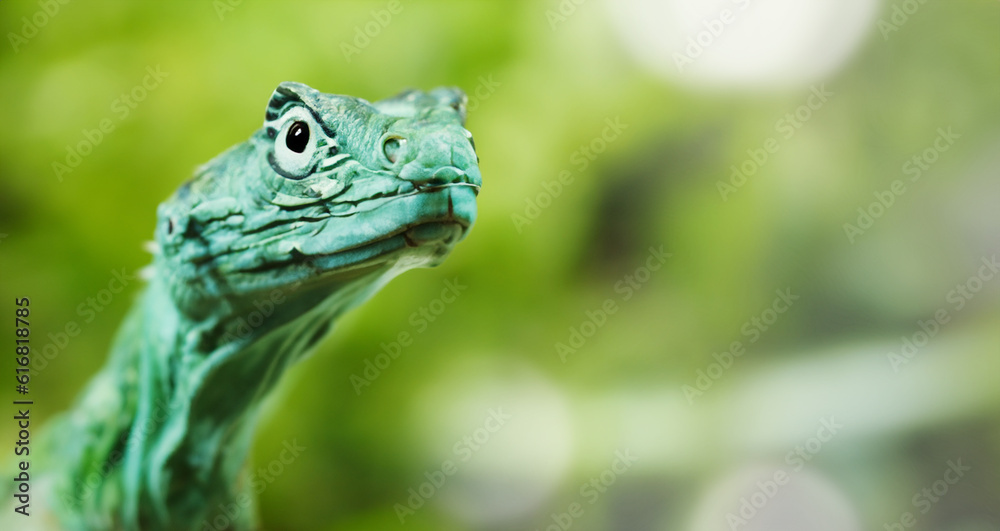 Fototapeta premium green dragon lizard on natural background created with generative ai technology