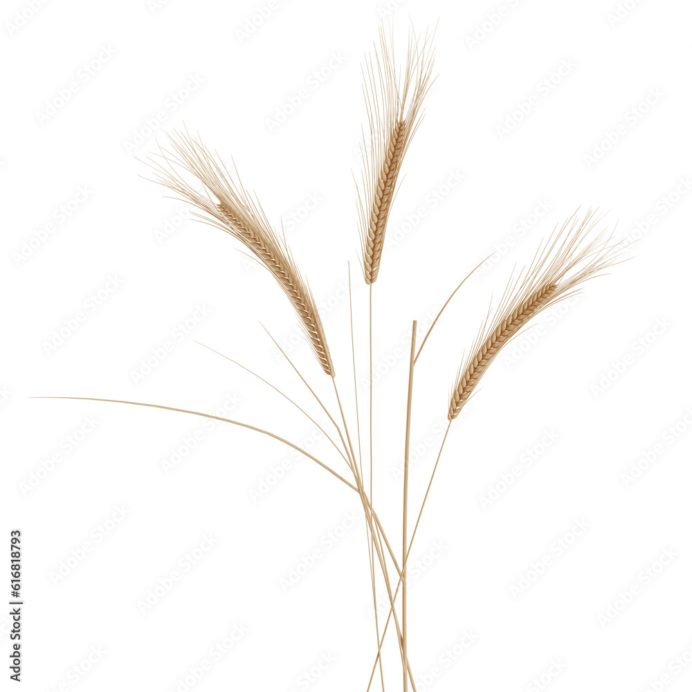 Ears Of Wheat Cut Out. Realistic 3D Render. Ears Of Wheat Cut Out. Realistic 3D Render.